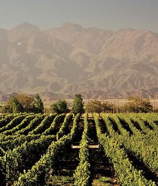 Vineyards